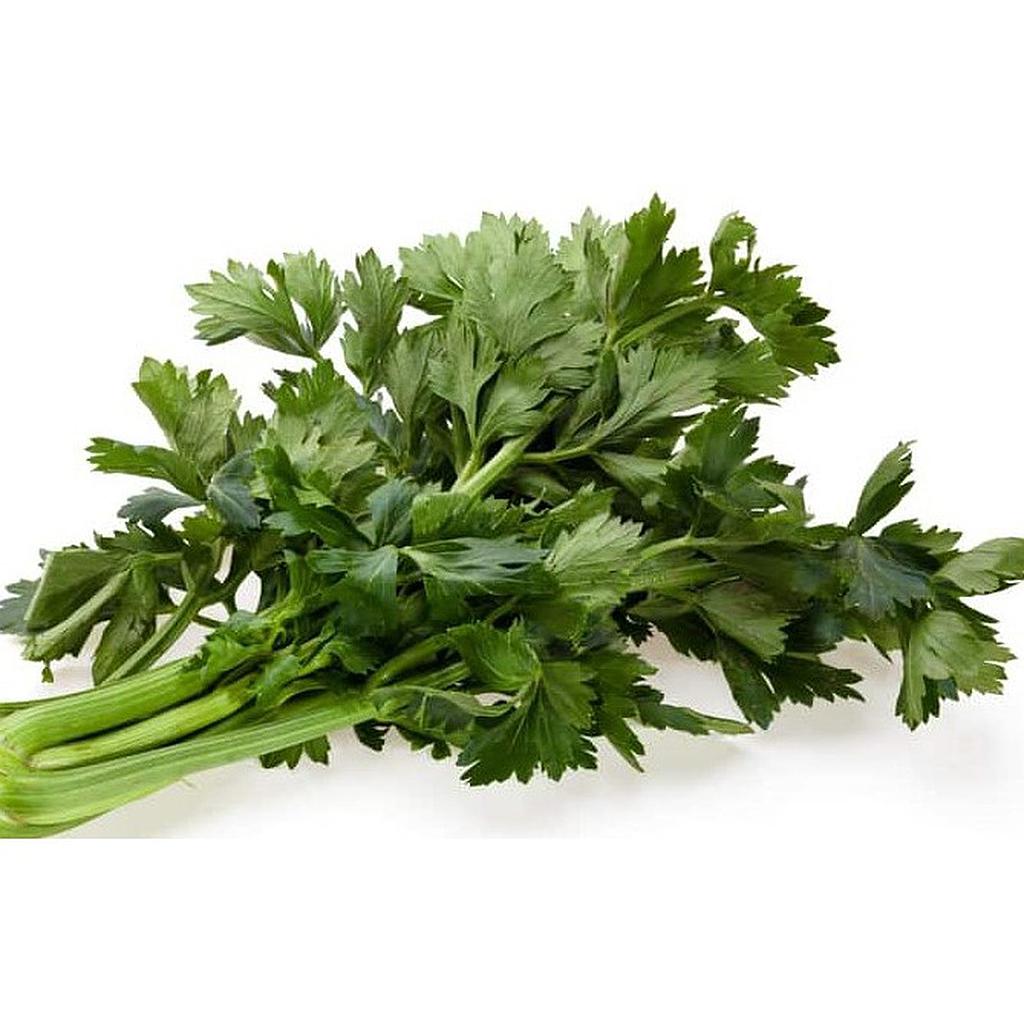 Daun Seledri