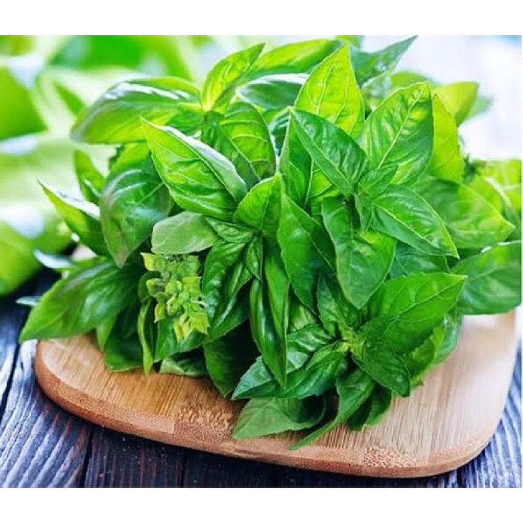 Daun Kemangi