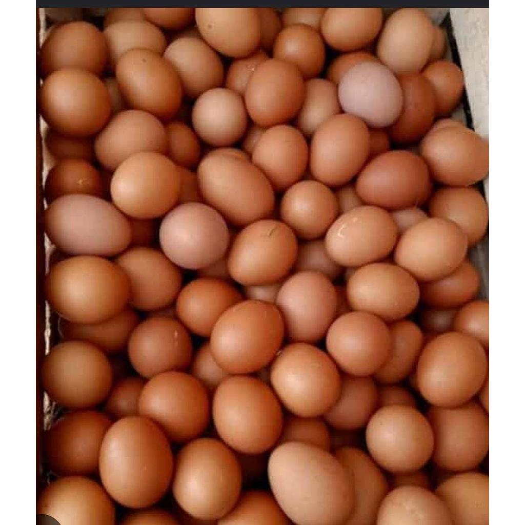 Telur Ayam