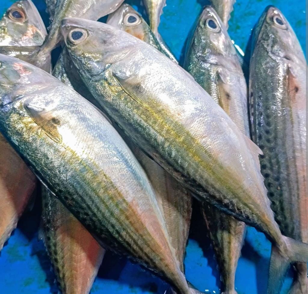 Ikan Kembung