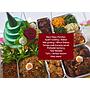 Paket Tumpeng Nasi Pandan1