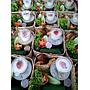 Paket 4 Nasi Box TN
