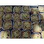 PMT Posyandu Ayam Quiche - Any Catering