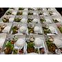 NitNet Premium Rice Box Ayam Taliwang