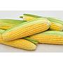 Jagung Manis