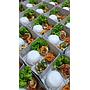 Paket Nasi Box - Dapur Bu Ismi