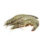 Udang