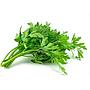Daun Seledri