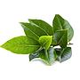 Daun Salam