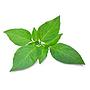 Daun Kemangi