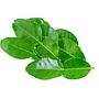Daun Jeruk
