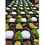 Nasi Box Type Gold