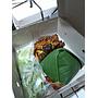 Nasi Box Ayam Bakar