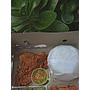 Nasi box type 22