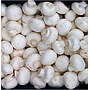 Jamur Kancing