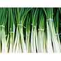 DAUN BAWANG