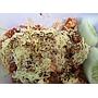 Ayam Geprek Mozarella