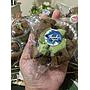 Bolu Kukus Pandan Choco Chips
