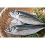 Ikan Kembung