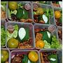 Nasi Box Ong's Food