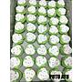 Snack Box Paket 1 Surya Catering