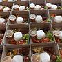 Nasi Box Laylad Catering