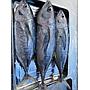 Ikan Tuna (Frozen)