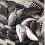 Ikan Mas
