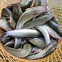 Ikan Lele