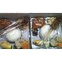 Lunch Box
