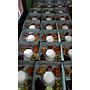 Paket nasi box A