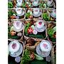 Paket 4 Nasi Box TN