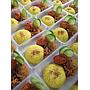 Nasi Box My Flow