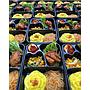 Nasi Bento helloyummyfood