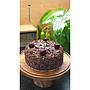 Black Forest Cake