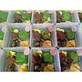 Paket Nasi Dendeng Batakok | Lin's Cake