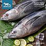 Ikan Tongkol Abu