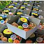 NASI KUNING MK CATERING