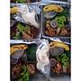 Paket LaunchBox (Mba Pur Catering)
