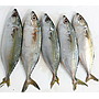 IKAN KEMBUNG