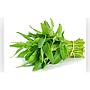 Kangkung